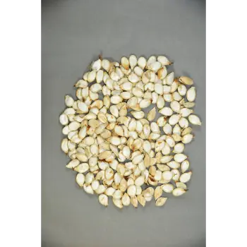 Natural Squash Seed